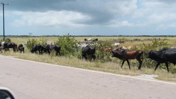 非洲驼背母牛在桑给巴尔的柏油路旁行走
