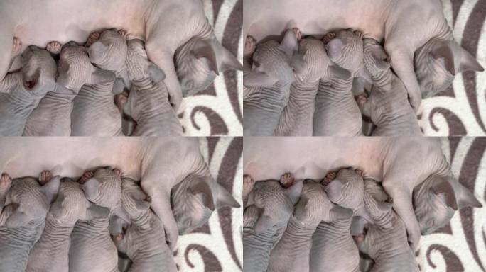 母亲加拿大Sphynx猫品种谎言和母乳喂养四只小猫