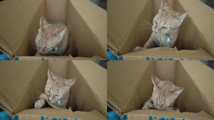 虎斑猫玩纸箱。虎斑猫玩纸箱小猫