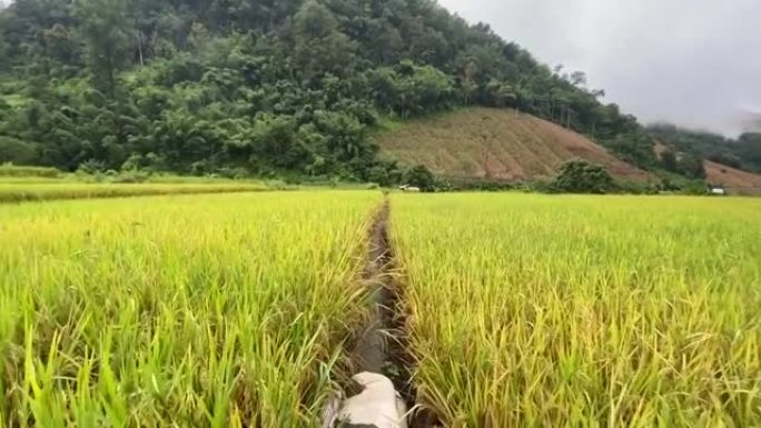 Doi Inthanon农场留在泰国Chaing Mai的水稻梯田
