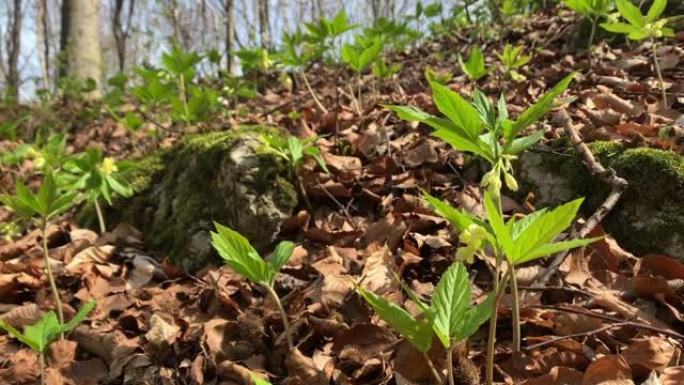 山毛榉森林中下垂的苦菜 (Cardamine enneaphyllos) 开花。