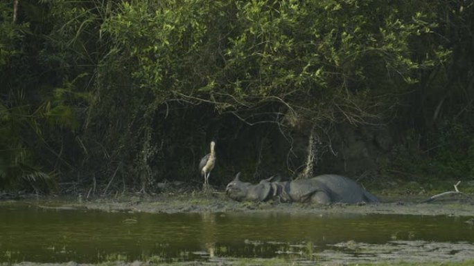 印度一角犀牛 (Rhinoceros unicornis) 在水体中以慢动作放松