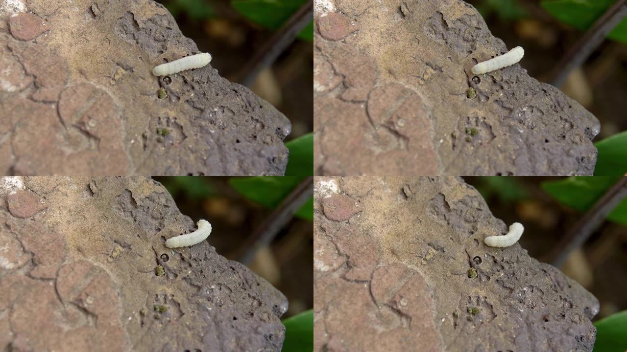 毛毛虫在石头上爬行。拍摄特写，昆虫的世界。植物害虫4k