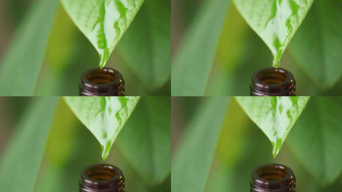 芳香油滴从绿叶滴入瓶中。