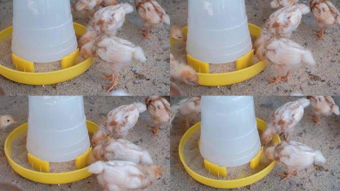镜头关闭了一群在农村农场的笼子里吃稻田食物的棕色小鸡。在亚洲，家禽养殖是一个受欢迎的行业。