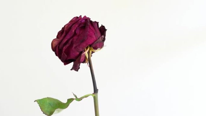 死干红玫瑰茎在其轴上旋转前视图特写工作室镜头孤立在白色上