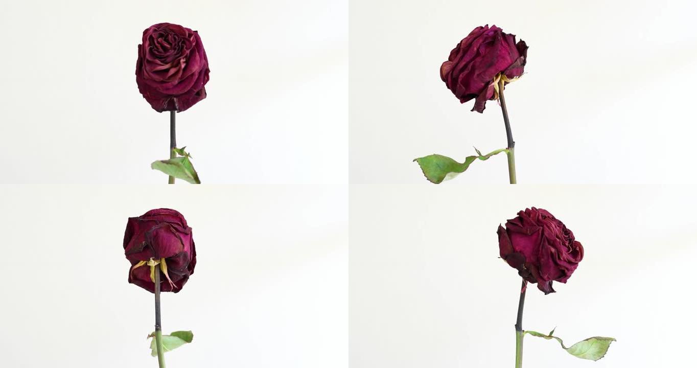 死干红玫瑰茎在其轴上旋转前视图特写工作室镜头孤立在白色上