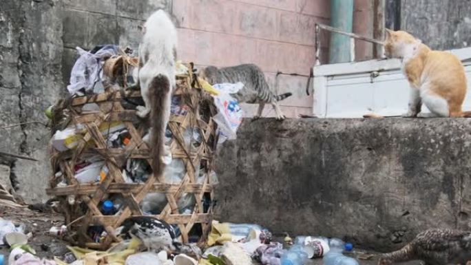 流浪猫从肮脏的垃圾箱，贫穷的非洲，桑给巴尔石镇吃腐烂的食物