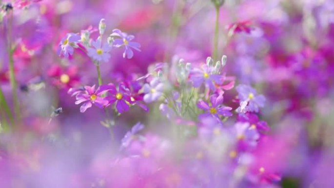 盛开的新鲜报春花紫色的花朵朦胧感
