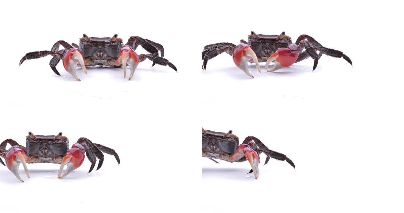 视频拍摄白色背景的红手蟹。