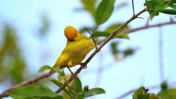东部金色织布工-Ploceus subaureus黄歌鸟科Ploceidae，发现于东部和南部非洲，