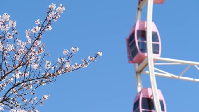 美丽的粉红色樱花和粉红色摩天轮与蓝天背景，4k时间循环的镜头。