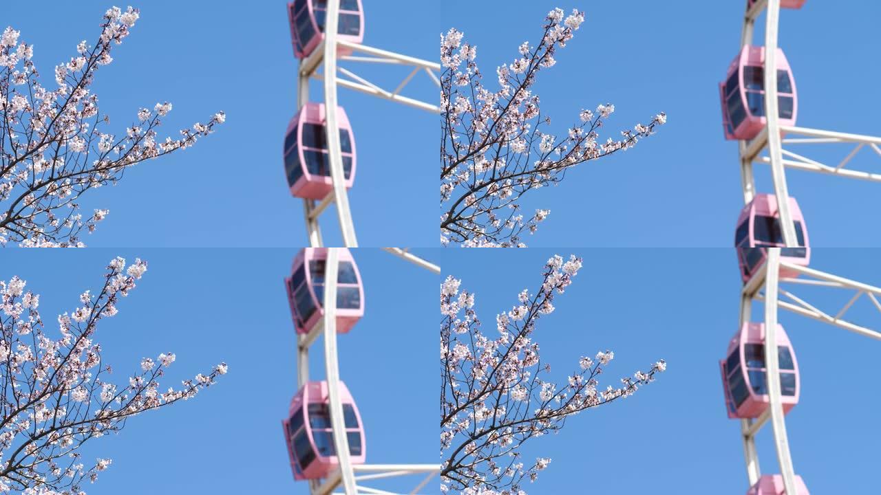 美丽的粉红色樱花和粉红色摩天轮与蓝天背景，4k时间循环的镜头。