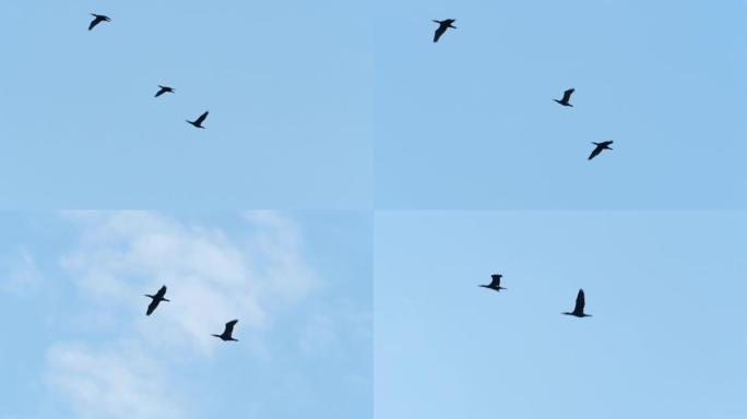 成群的鹅在编队飞行。慢动作。鸟雁编队飞翔，蓝天背景。迁徙更大的鸟类编队飞行。移民，重新安置。跟踪自然
