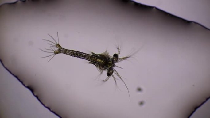 在显微镜下在sae水中游泳的虾幼虫。亚洲。