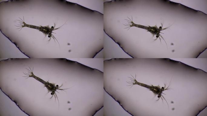 在显微镜下在sae水中游泳的虾幼虫。亚洲。