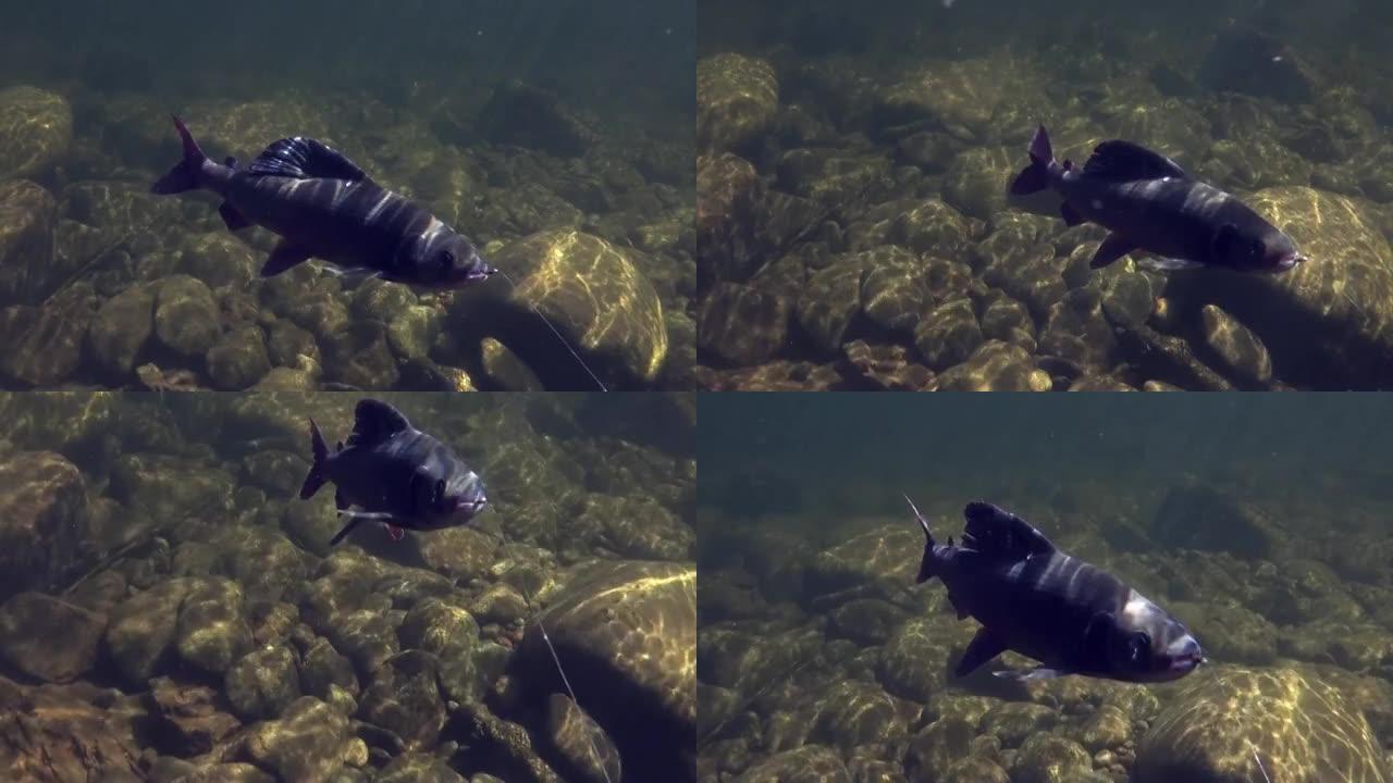在特姆尼克山区钓鱼时，鱼钩在水下的鱼钩上。