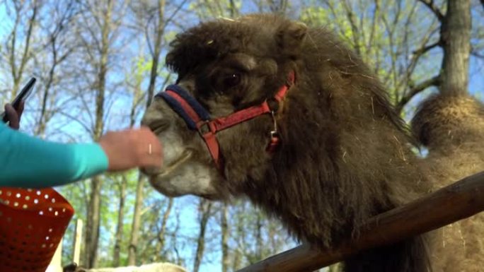 骆驼在宠物动物园手工喂养。
