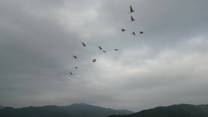 田园生态 候鸟白鹭天空飞翔