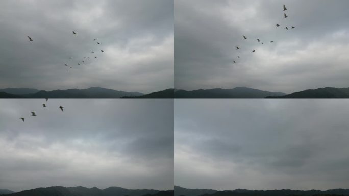 田园生态 候鸟白鹭天空飞翔