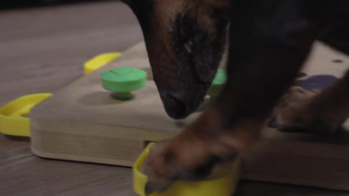 聪明的腊肠狗从木地板上的发展心灵预告片的容器中取出美味的食物