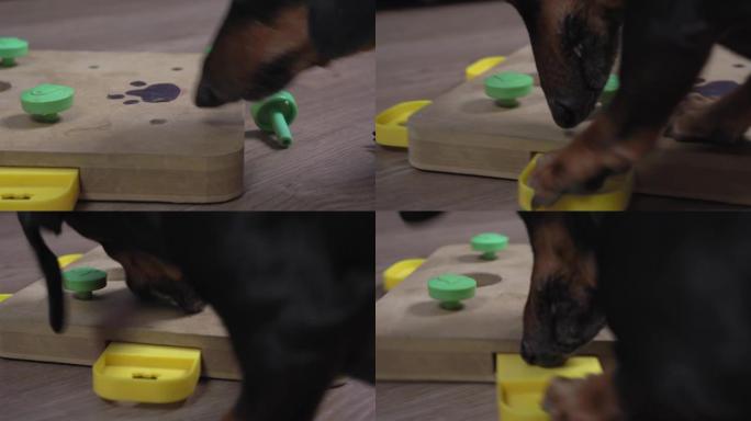 聪明的腊肠狗从木地板上的发展心灵预告片的容器中取出美味的食物