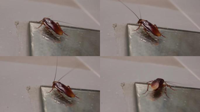 蟑螂以弱光的方式在浴室的墙壁上行走