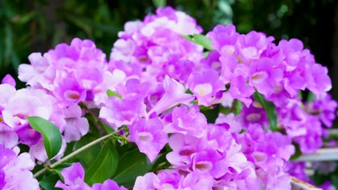 模糊花园背景下美丽的紫罗兰蒜藤花，模糊背景下的树枝上盛开的藤蔓或蒜藤，具有自然的声音