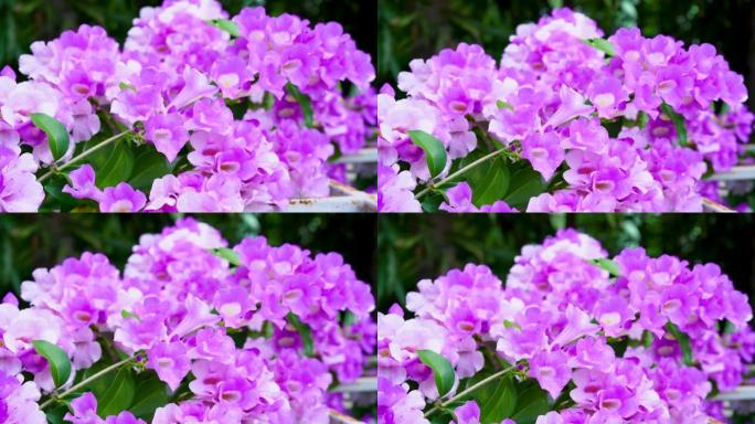 模糊花园背景下美丽的紫罗兰蒜藤花，模糊背景下的树枝上盛开的藤蔓或蒜藤，具有自然的声音