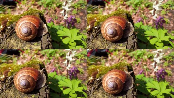 春天花朵背景下的蜗牛。