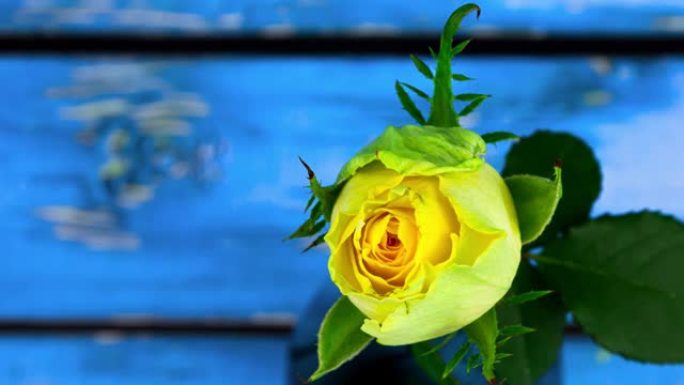 植物生命和死亡的玫瑰花周期的开花和枯萎