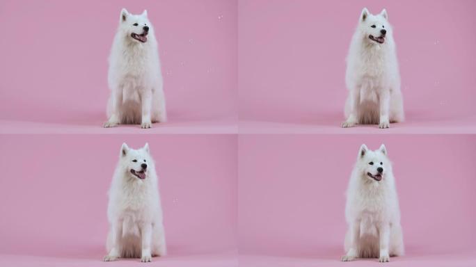在粉红色背景下的工作室中，白雪公主的萨摩亚·斯皮茨 (Samoyed spitz) 的正面肖像。宠物
