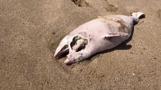 沙滩上死去的海豚婴儿