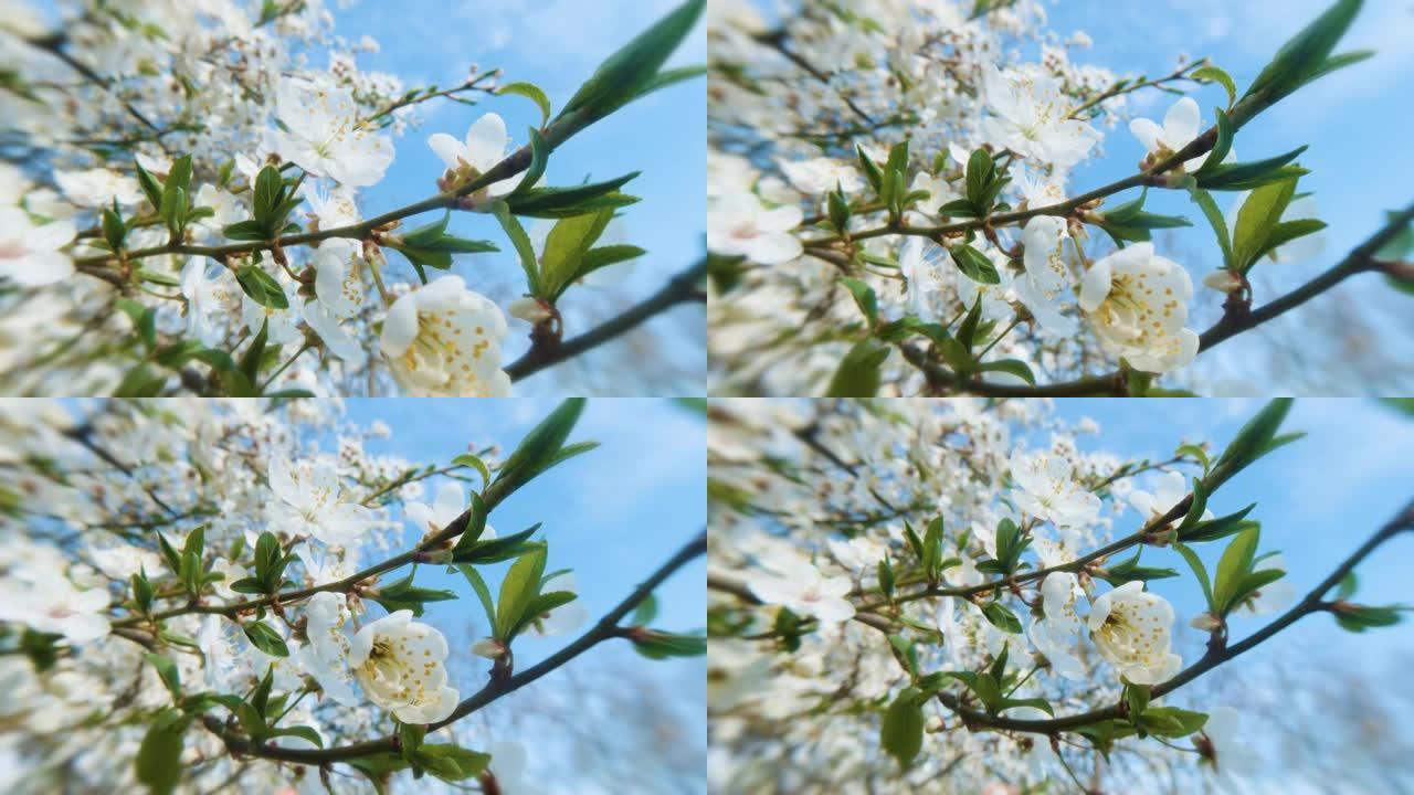 在晴朗的日子里，在美丽的bokeh的蓝天下，特写着盛开的樱花树枝。16x9 4k原始视频高质量。普洛