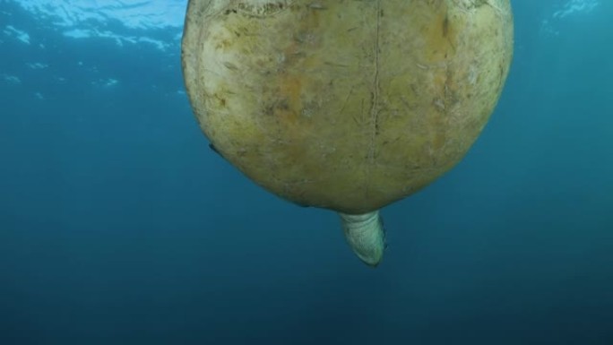 从海龟的海床仰望在海面下游泳的水下视图