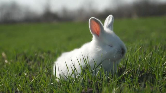 白兔在绿草中，兔子吃草