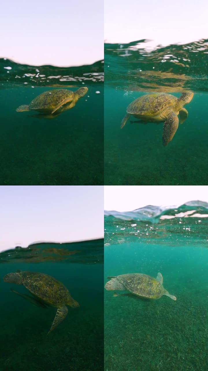 绿海龟游到海面呼吸，然后游到大海
