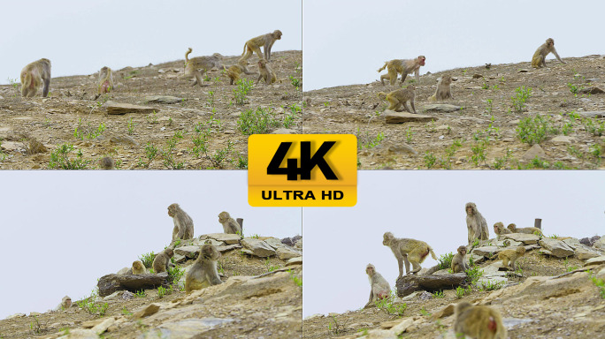 原创4k山上的猴子视频素材