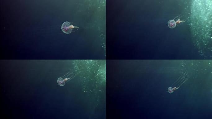 指南针水母的特写镜头在红海的蓝色水中游泳。