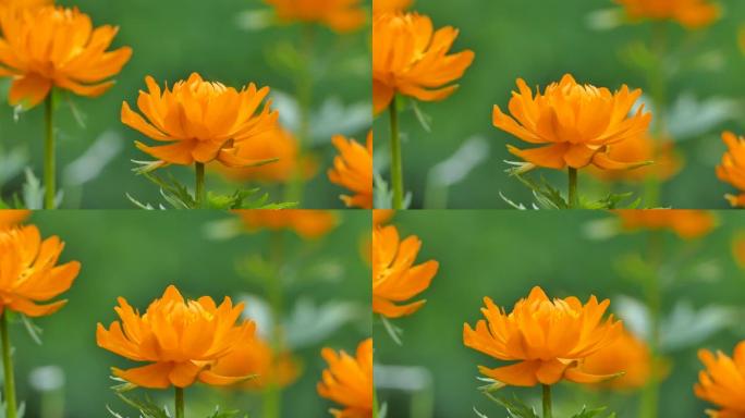 亚洲globeflowers，金莲花橙色花朵在野外盛开，特写视频