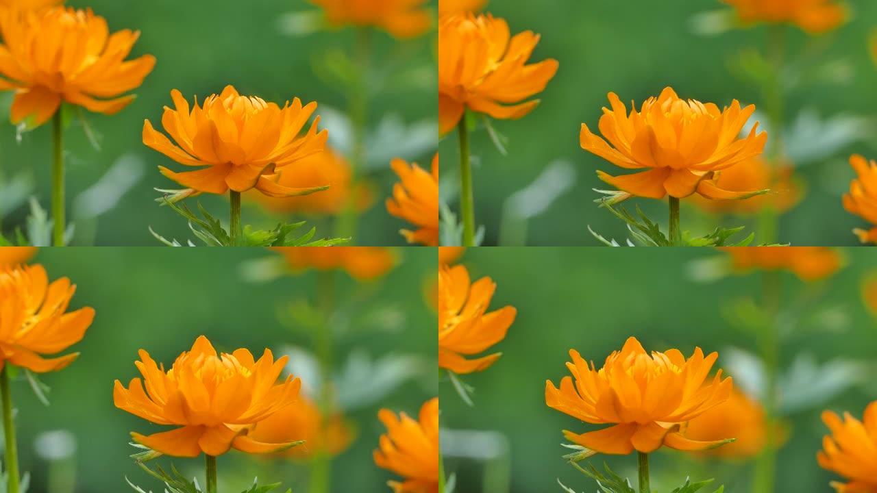 亚洲globeflowers，金莲花橙色花朵在野外盛开，特写视频