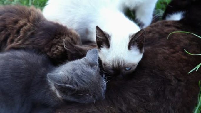 三只小猫在草坪上吸奶