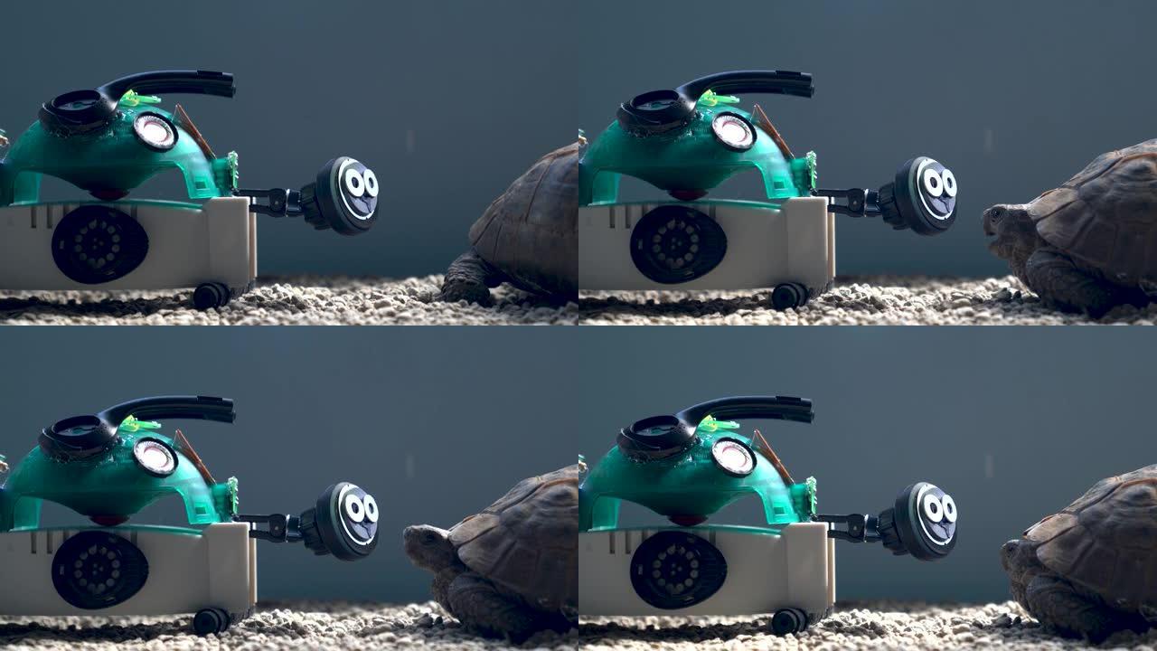 真正的乌龟和机器人乌龟会议的4k视频
