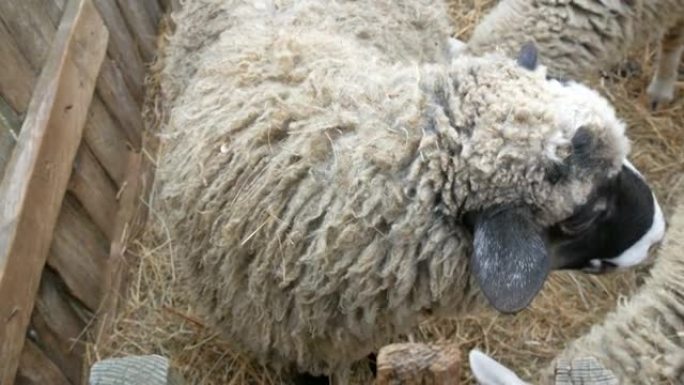 一小群不穿衣服的白羊在村子里的一个农场里吃干草。黑白枪口的滑稽绵羊看着相机