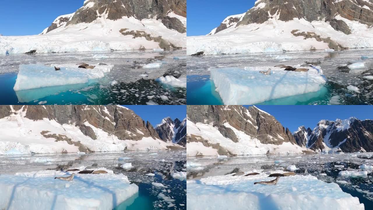 海豹停在漂浮的冰山上。