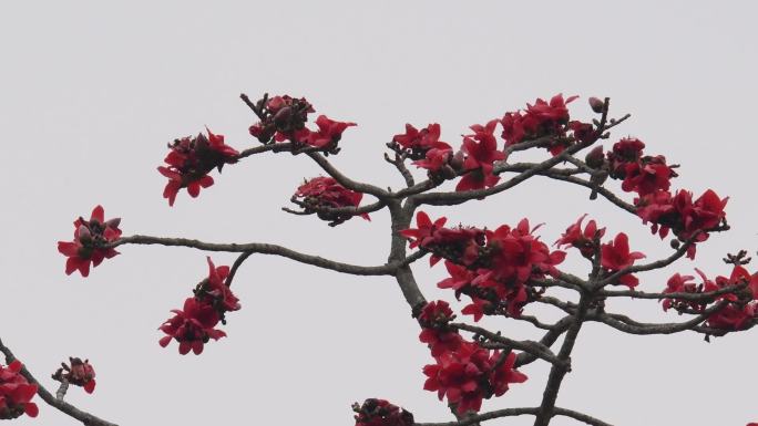 木棉花