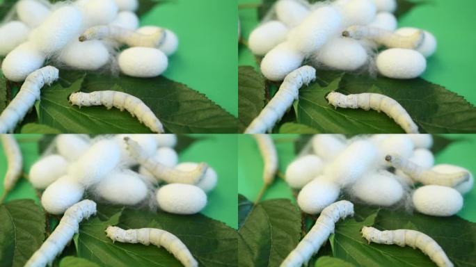 桑叶上的蚕和蚕cocoons