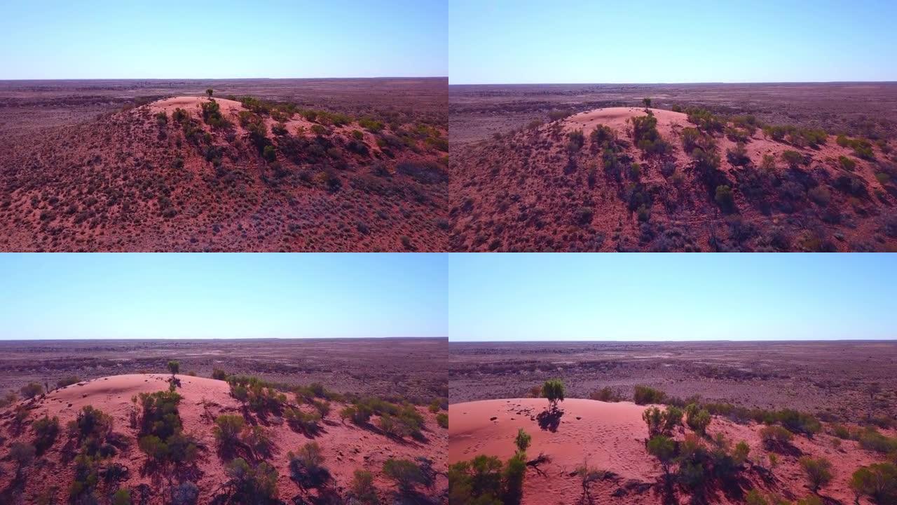 澳大利亚沙漠中发育不良的树木的孤立树林