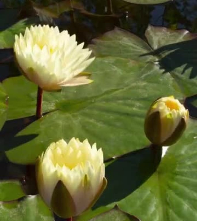 白睡莲开花的时间流逝，睡莲在池塘里开花