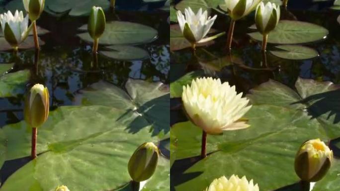 白睡莲开花的时间流逝，睡莲在池塘里开花